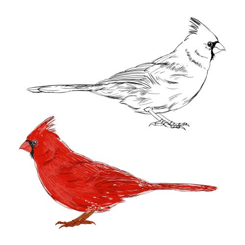 Kardinalvogel. Vektor roter Kardinal, zwei Varianten auf weißem