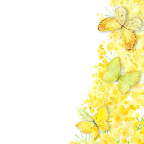 Rasterbild aquarell-mimosen und schmetterlinge, platz für text auf weißem