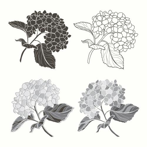 Hortensie. Vektor Hydrangeenblüten mit Blättern auf Weiß, vier verschiedene monochrome Varianten