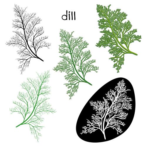 Dill. Vektor Kümmelstängel, fünf verschiedene Varianten auf weißem