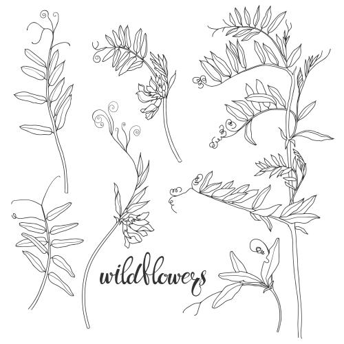 Vektorgrafik feldblumen, konturen auf weißem