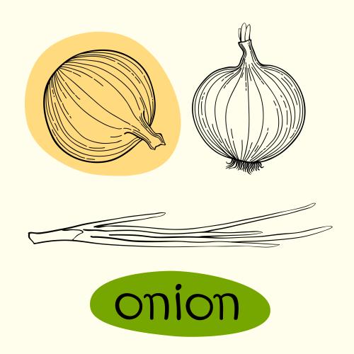 Zwiebel. Vektor Zwiebel, isolierte Elemente auf weißem und die Aufschrift Onion