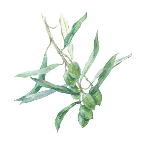 Olivenöl. Vektor Aquarellzweig der Olive mit Früchten