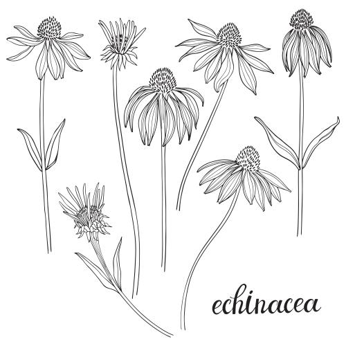 Vektorgrafik echinacea, konturen der blumen auf weißem
