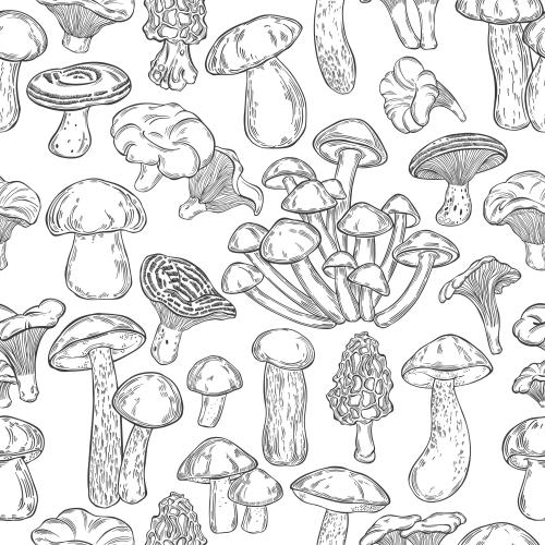 Pilz. Vektor verschiedene pilzarten auf weissem