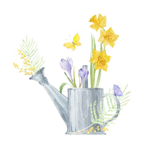 Gießkanne. Vektor Aquarellnarzissen, Mimose und Krokusse in der Gießkanne, Schmetterlinge auf weißem
