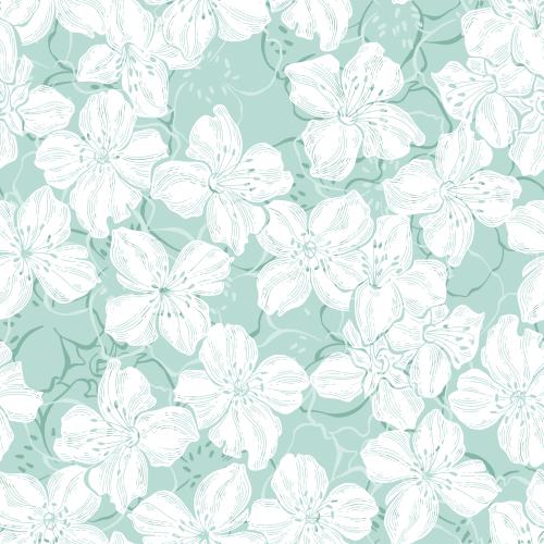 Jasmin. Vektor Jasminblüten, Silhouetten und Konturen zartgrünen