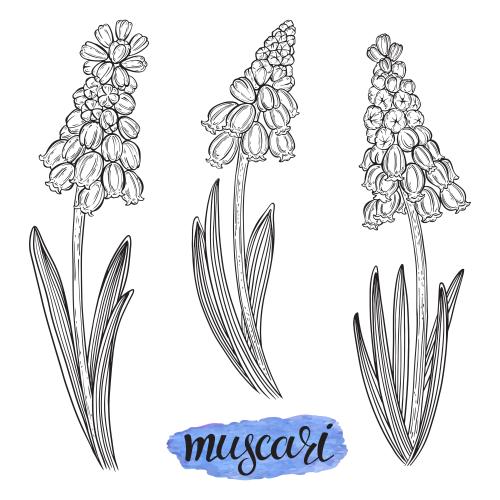 Traubenhyazinthe. Vektor Muscari auf weißem, drei Varianten