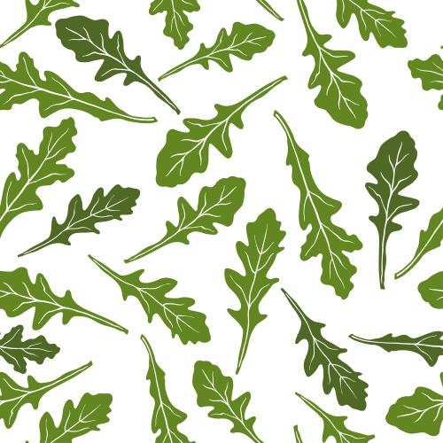 Rucola. Vektor Rucola grüne Silhouetten von Blättern auf weißem