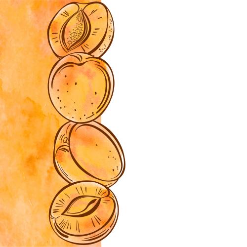 Vektorgrafik aprikosen, orangene aquarell-fragmente, platz für text auf weißem