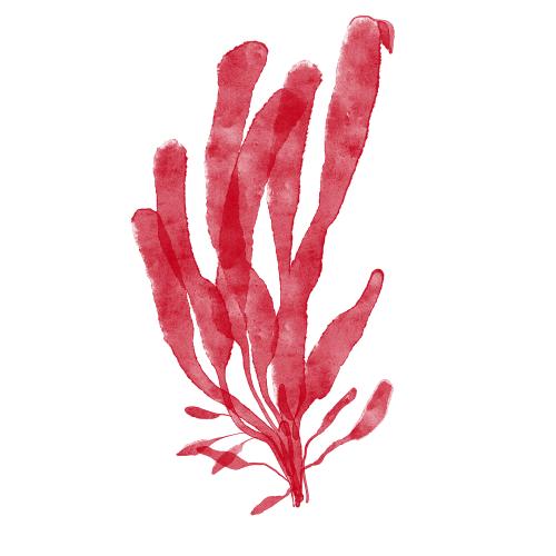 Rasterbild aquatische rote alge