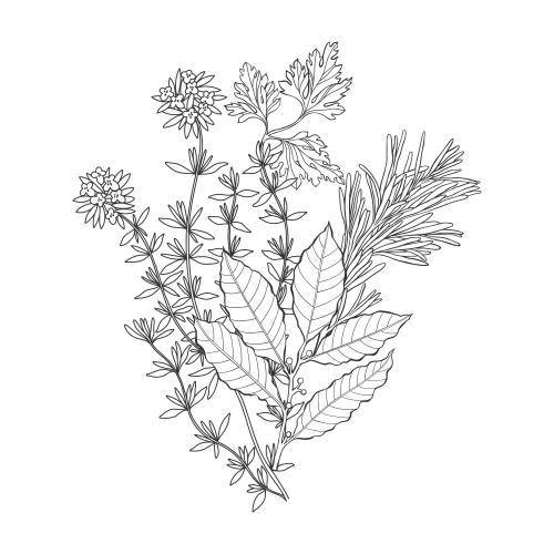 Vektorgrafik blumenstrauß: thymian, rosmarin, lorbeerblatt, petersilie auf weißem
