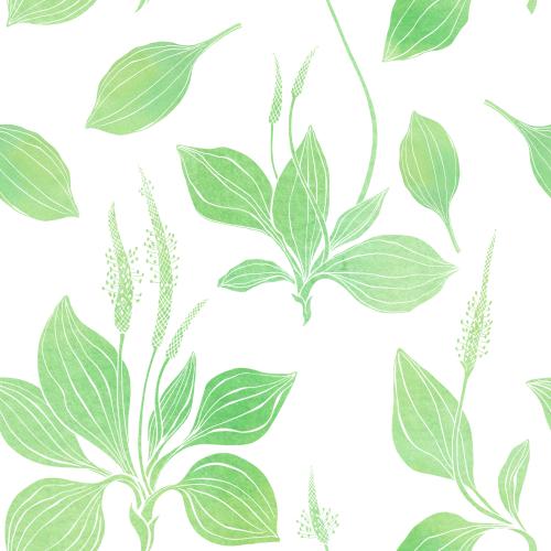 Wegerich. Vektor aquarellplantain auf weißem