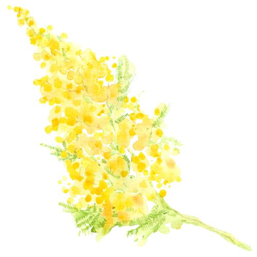 Rasterbild aquarellmimosenzweig auf weißem