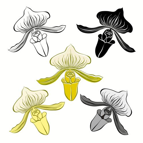 Vektorgrafik blumen orchideen, kontur und verschiedene silhouetten auf weißem