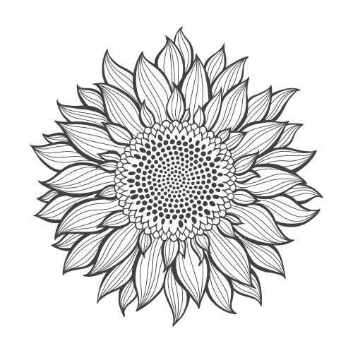 Sonnenblume. Vektor sonnenblume auf weißem Kontur