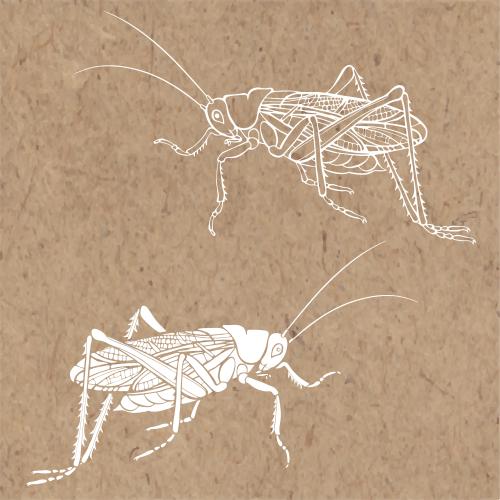 Heuschrecke. Vektor Grashüpfer weiße Silhouette und Kontur auf Kraft