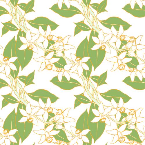 Neroli. Vektor zweige mit Neroli-Blüten auf weißem