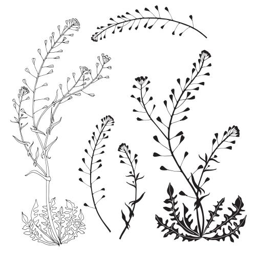 Hirtentäschel. Vektor Pastoral-Tasche, Varianten auf Weiss