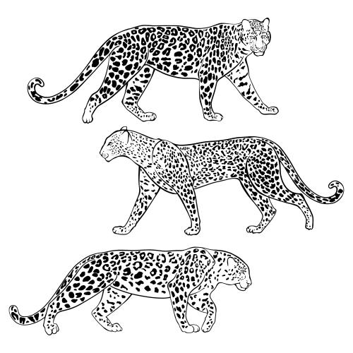 Leopard. Vektor drei Leoparden