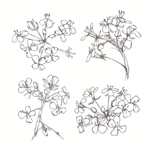 Vektorgrafik feldblumen, vier isolierte elemente auf weiß, sketch
