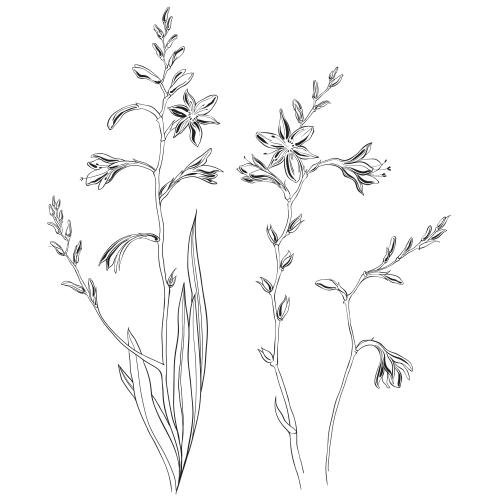 Montbretie. Vektor Montbretia, drei Varianten auf weißem