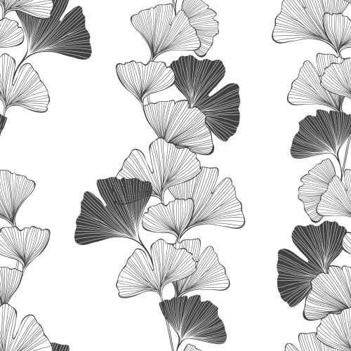 Ginkgo biloba. Vektor Ginkgo biloba Konturen und Silhouetten auf weissem