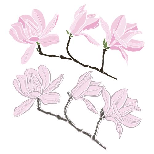 Vektorgrafik magnolien auf weißem, zwei isolierte varianten