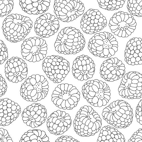 Himbeere. Vektor himbeeren schwarze Konturen auf weißem