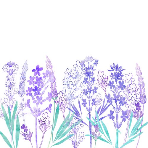 Rasterbild aquarelllavendel, platz für text auf weißem