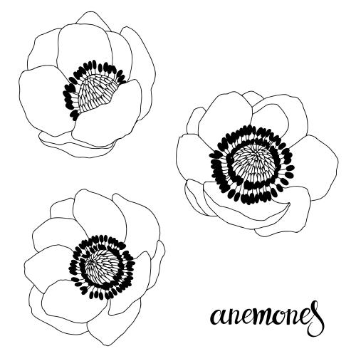 Anemone. Vektor Anemonen, drei Blumen auf weißem