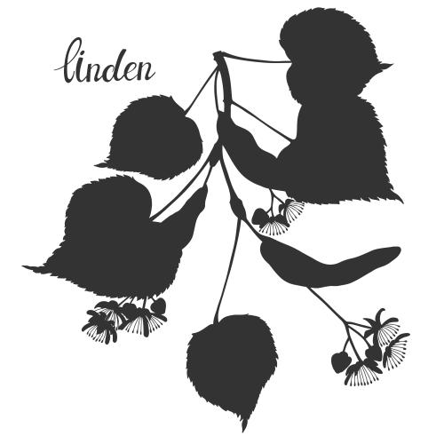 Linde. Vektor Linden-Zweig Silhouette auf weißem