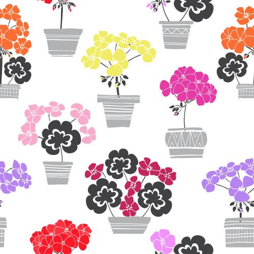 Geranie. Vektor geranie mit farbenfrohen Blüten in monochromen Töpfen auf weißem