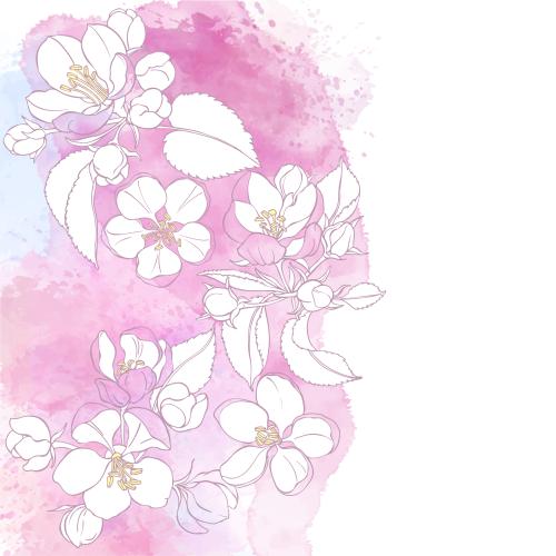 Vektorgrafik apfelblüten auf aquarell, platz für text auf weißem