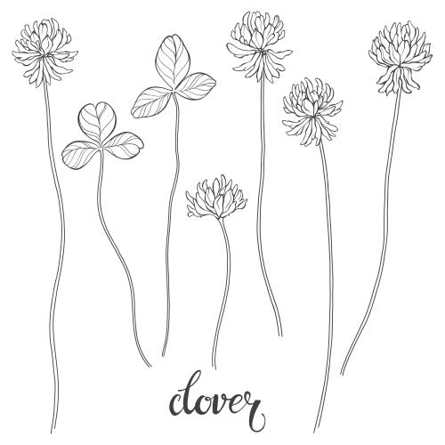 Vektorgrafik klee, blumen und blätter, schwarze konturen auf weiß