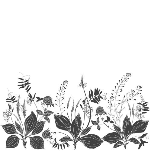 Vektorgrafik gänsefuß, pastor-tasche, klee, feldblumen, platz für text auf weiß