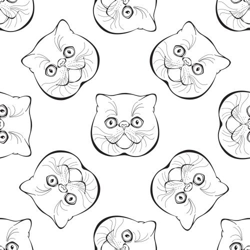 Exotic shorthair. Vektor exotische Katzen, süße Gesichter auf weißem