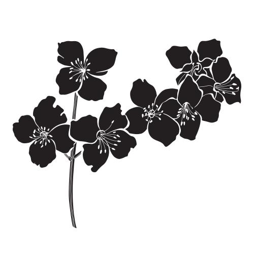 Jasmin. Vektor Jasmin Silhouette eines blühenden Zweigs auf weißem