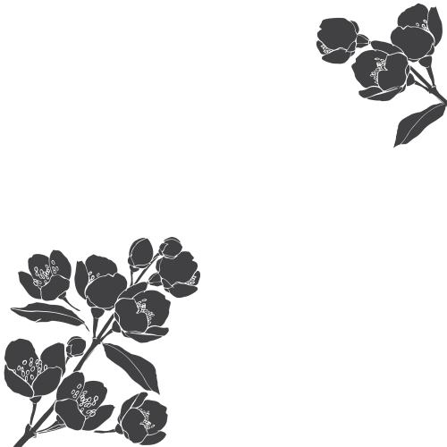 Jasmin. Vektor Blühende Jasminzweige, Platz für Text auf weißem, Eckkomposition