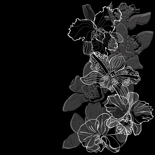 Orchidee. Vektor orchideen Konturen und Silhouetten Textfeld auf schwarzem Hintergrund