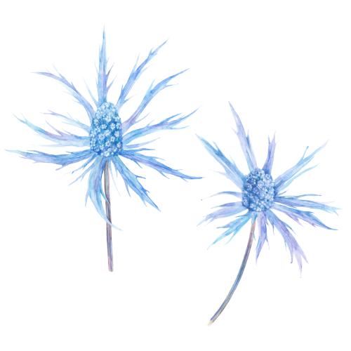 Rasterbild blaukopf, zwei wasserfarbenblumen auf weißem
