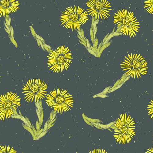 Huflattich. Vektor mutterundmagdblumen farbige Silhouetten auf dunkelgrauem
