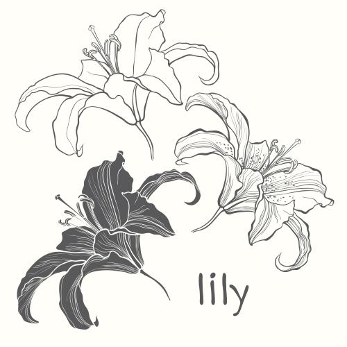 Lilie. Vektor blumen Lilien, Konturen und Silhouette, isolierte Elemente auf weißem