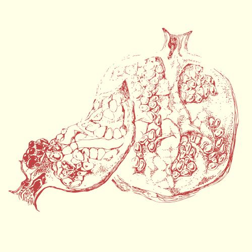 Granatapfel. Vektor Granatapfel, Sketch des Fruchts auf hellem