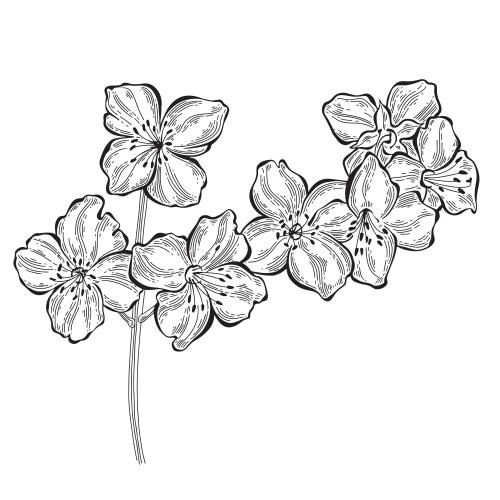 Jasmin. Vektor Jasmin, blühender Zweig auf weißem