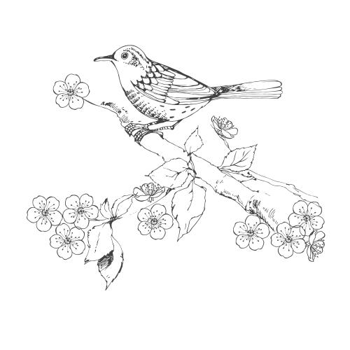 Vogel. Vektor Vogel auf dem Zweig eines blühenden Baumes, Skizze auf weißem