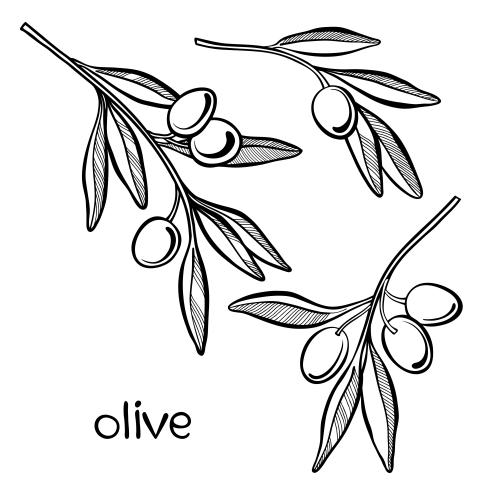 Olivenöl. Vektor drei Olivenzweige mit Früchten auf weißem
