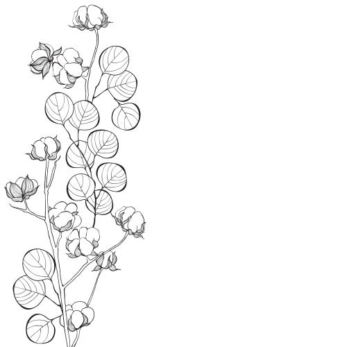 Eukalyptus. Vektor Eukalyptusstängel und Baumwolle, Platz für Text auf weißem