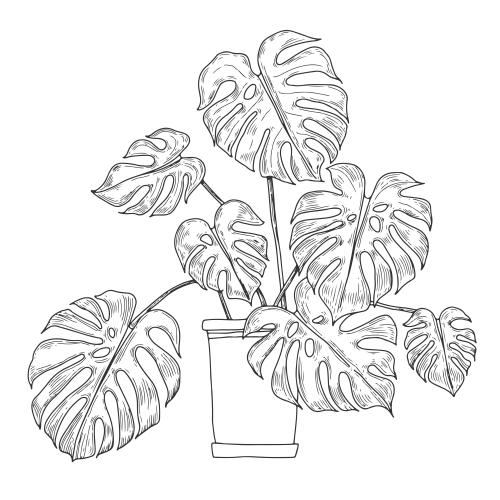 Gegenstand. Vektor Monstera in dem Topf auf dem weißen