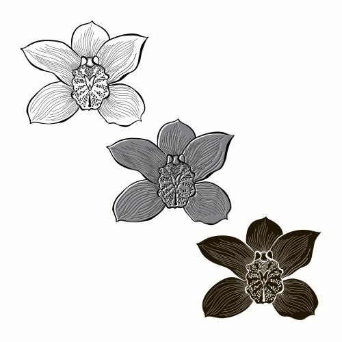 Vektorgrafik orchideenblüte auf weißem hintergrund, drei verschiedene varianten, silhouetten und konturzeichnung